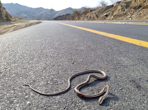 Forskal Sand Snake