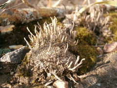 Cladonia