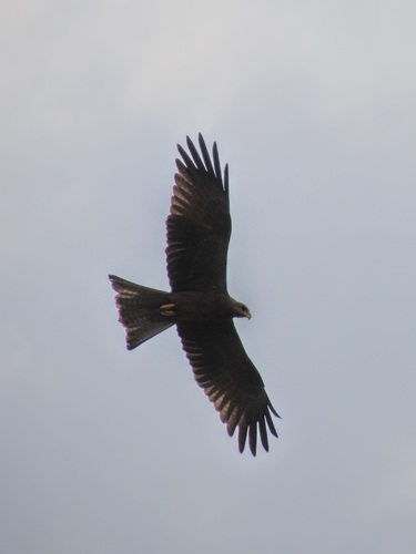 Yellow-billed Kite
