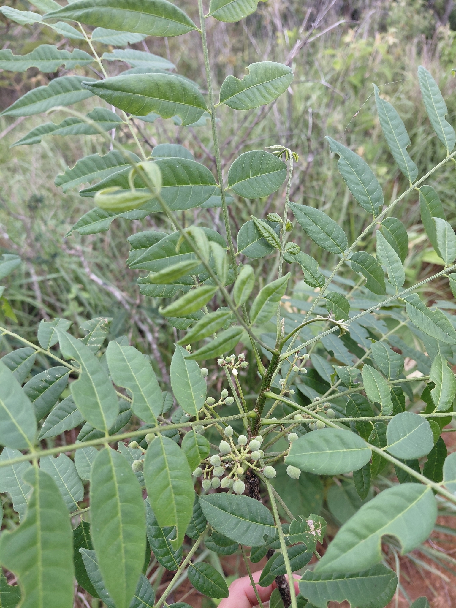 Trichilia hirta