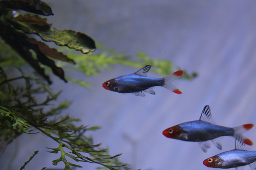 Asian rummynose (Sawbwa resplendens) — Cyprinidae — 4