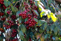 Syzygium paniculatum