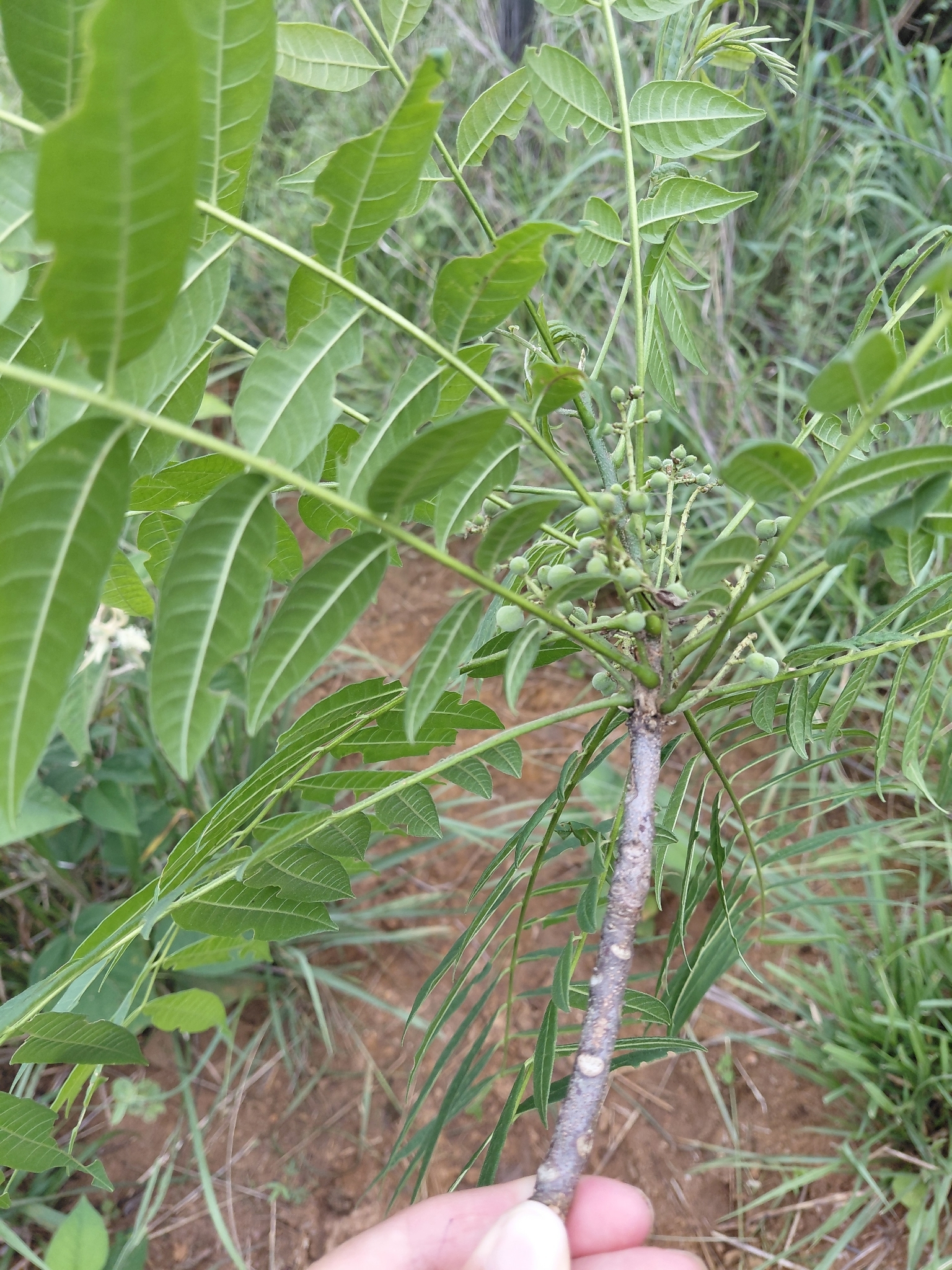 Imagem de Trichilia hirta