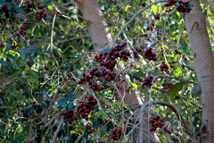 Syzygium paniculatum