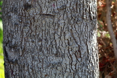 Syzygium paniculatum