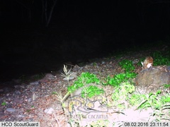 Sylvilagus cunicularius insolitus