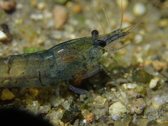 Neocaridina palmata
