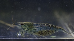 Neocaridina palmata