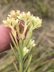 Crassula subulata subulata