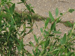 Polygonum aviculare depressum