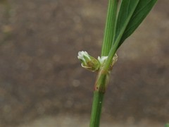 Polygonum aviculare depressum