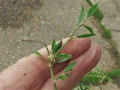 Polygonum aviculare depressum
