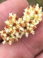 Crassula subulata subulata