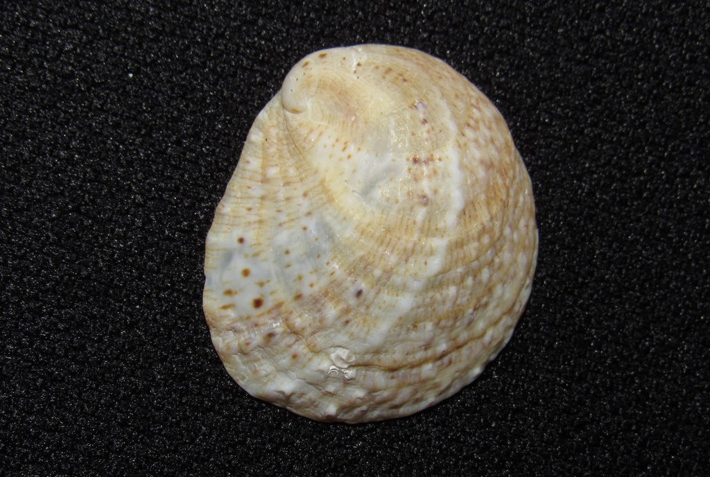 Bostrycapulus odites