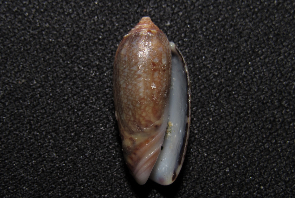 Oliva circinata