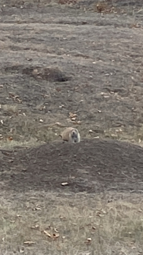 Prairie Dog
