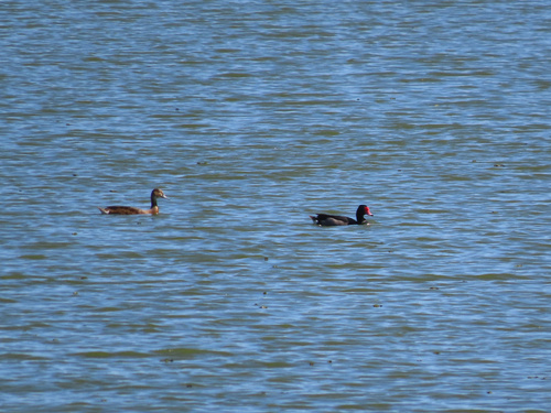 Rosy-billed Pochard (Netta peposaca), photo 4