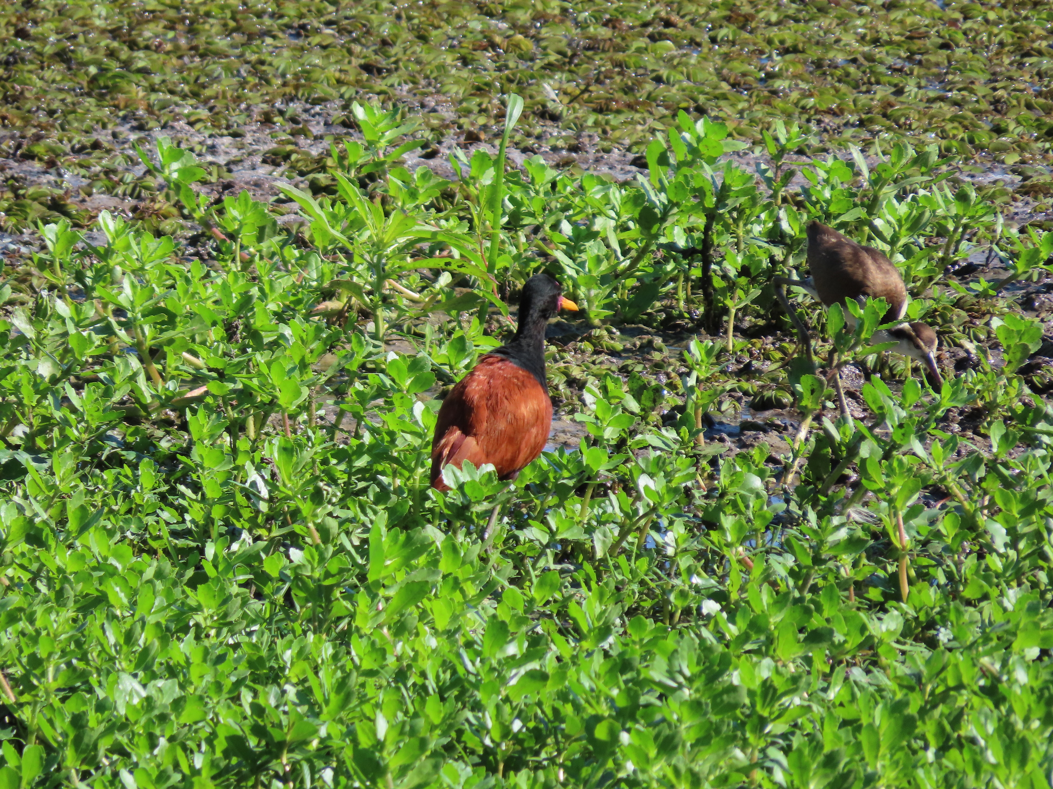Wattled Jacana (Jacana jacana), photo 5