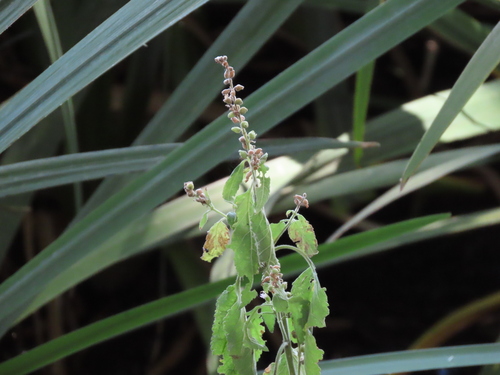Teucrium vesicarium, photograph 2
