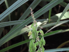 Teucrium vesicarium, photograph (c) Nicolas Olejnik, some rights reserved (CC BY)