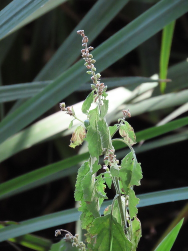 Teucrium vesicarium, photograph 3