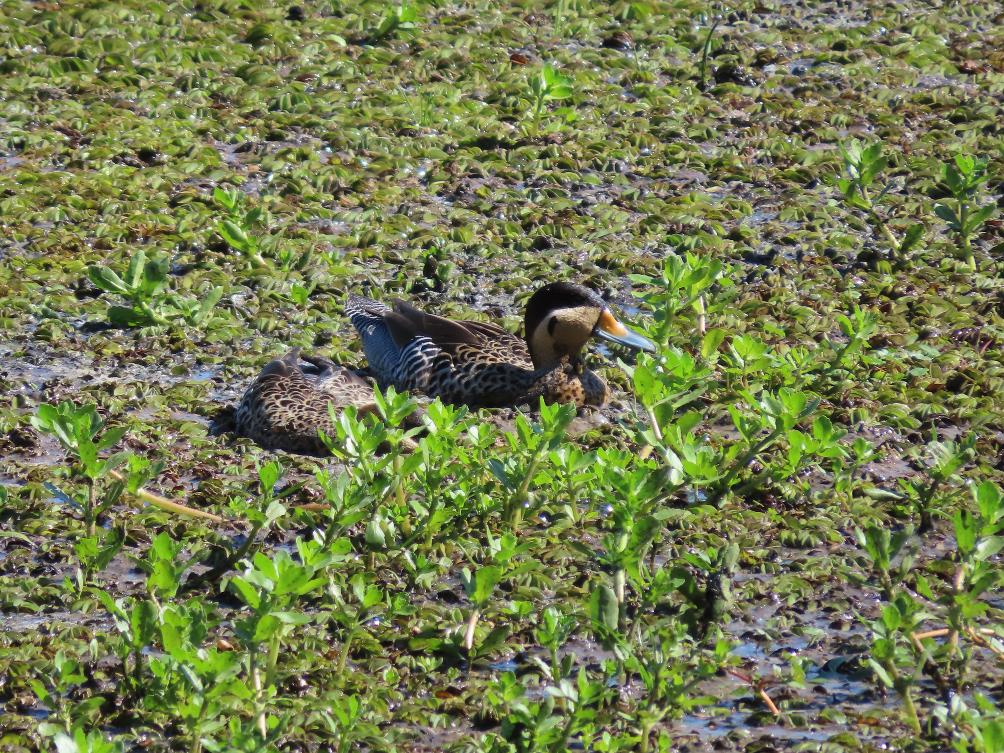 Silver Teal (Spatula versicolor), photo 3