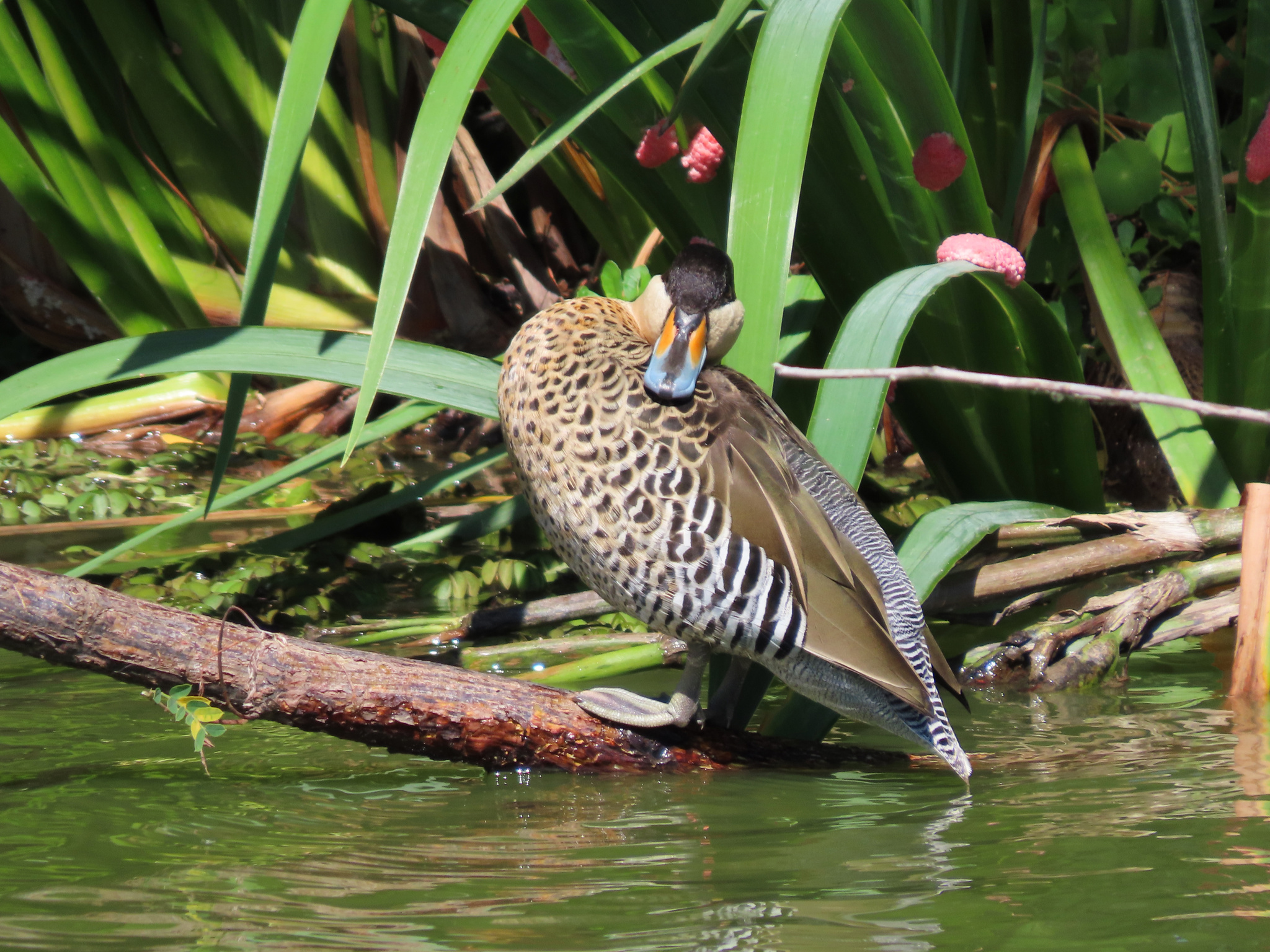 Silver Teal (Spatula versicolor), photo 4