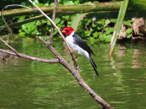 Yellow-billed Cardinal (Paroaria capitata), photo 2