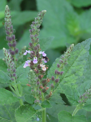 Teucrium vesicarium, photograph 1