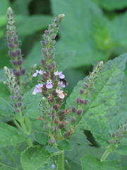 Teucrium vesicarium