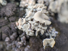 Rhizoplaca aspidophora
