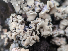Rhizoplaca aspidophora