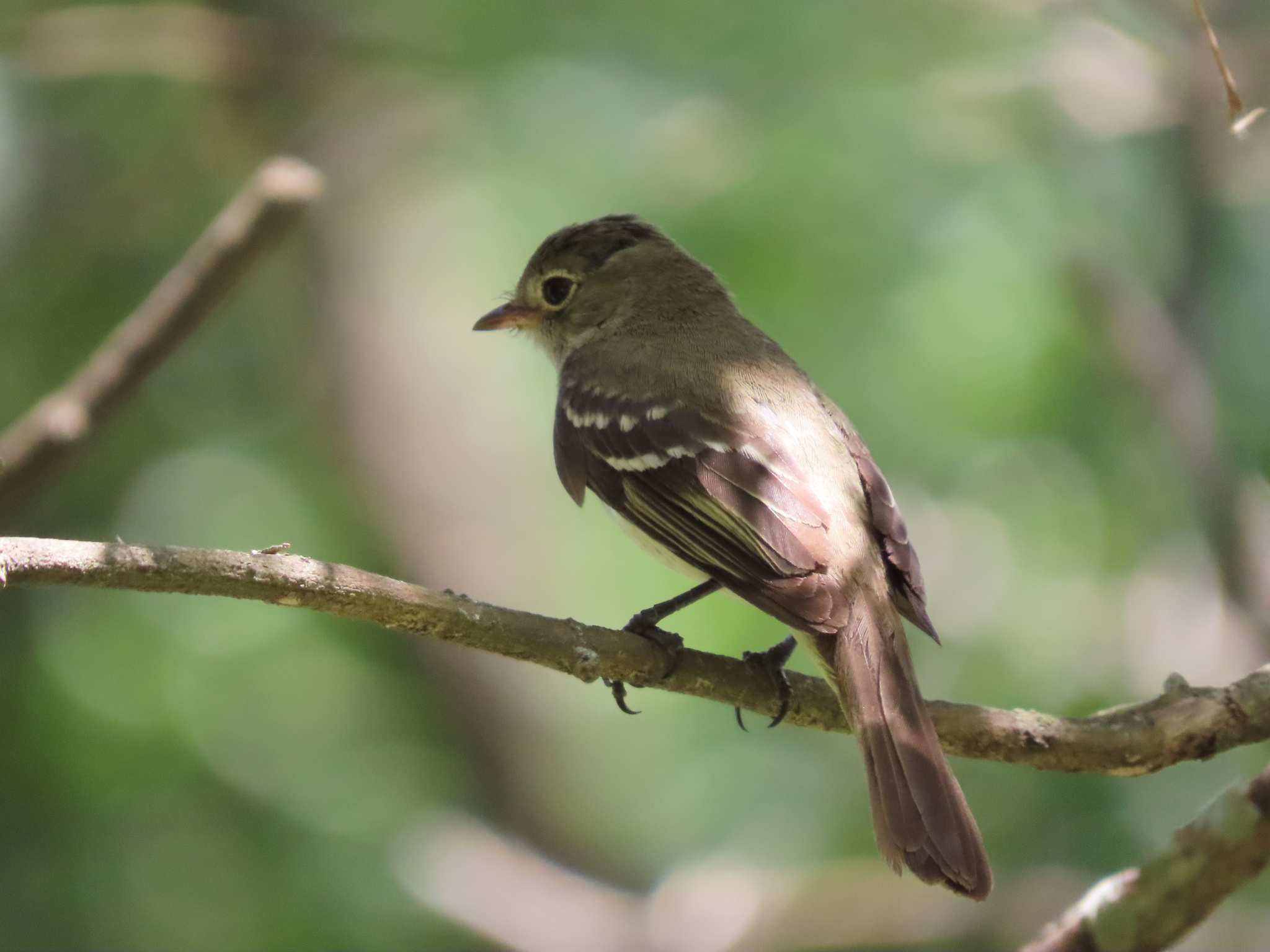 Small-billed Elaenia (Elaenia parvirostris), photo 3