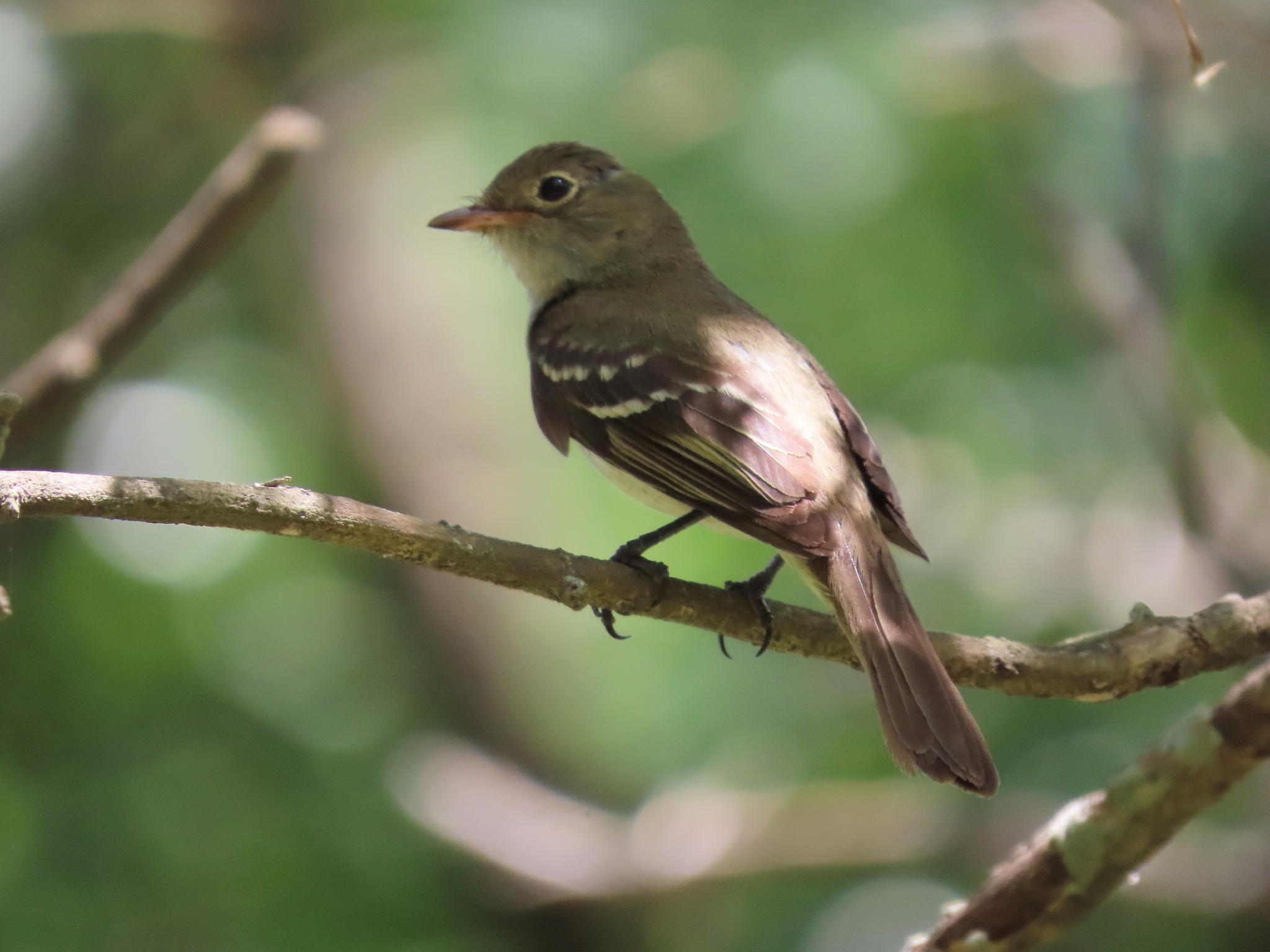 Small-billed Elaenia (Elaenia parvirostris), photo 4
