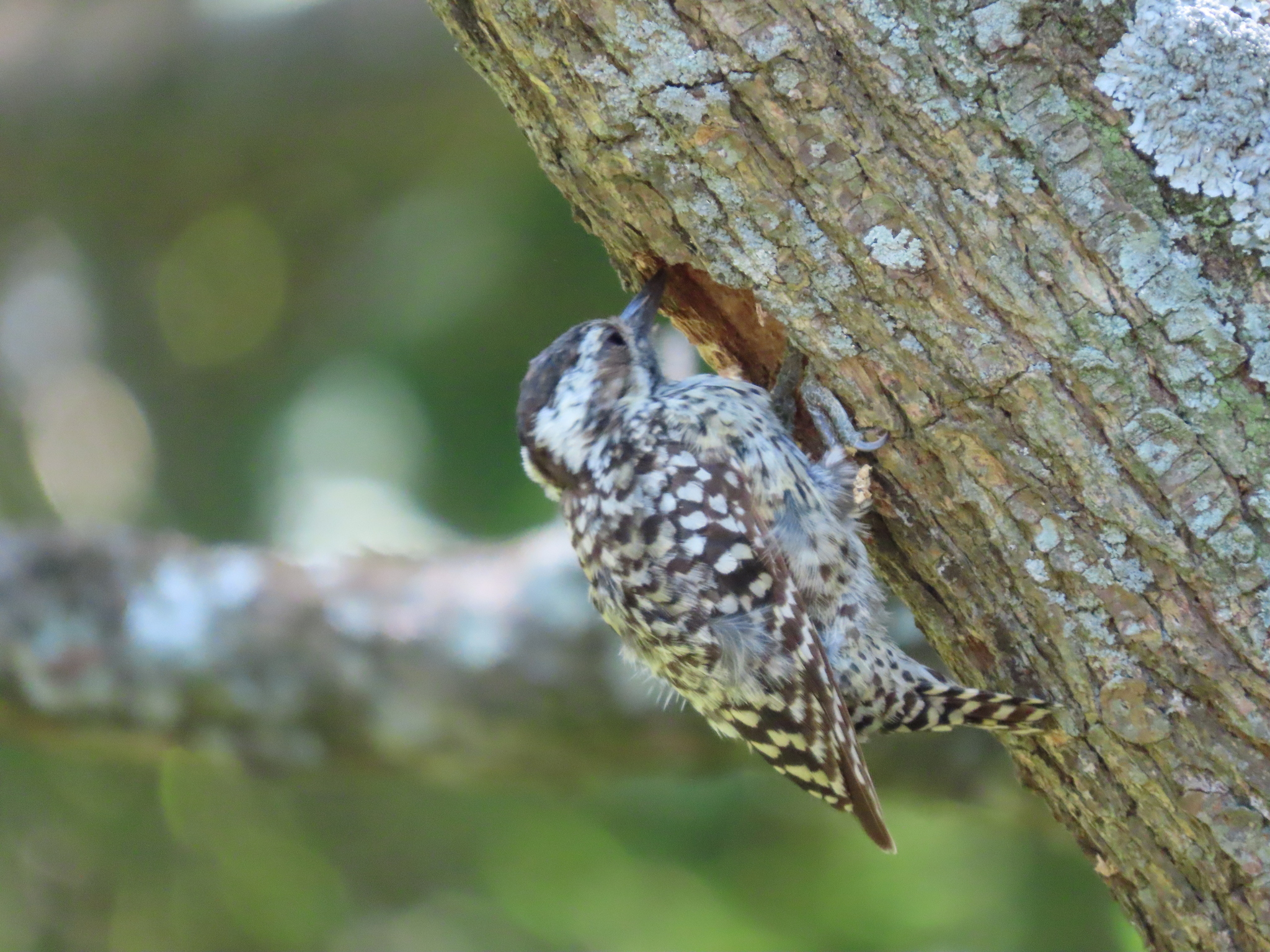 Checkered Woodpecker (Veniliornis mixtus), photo 3