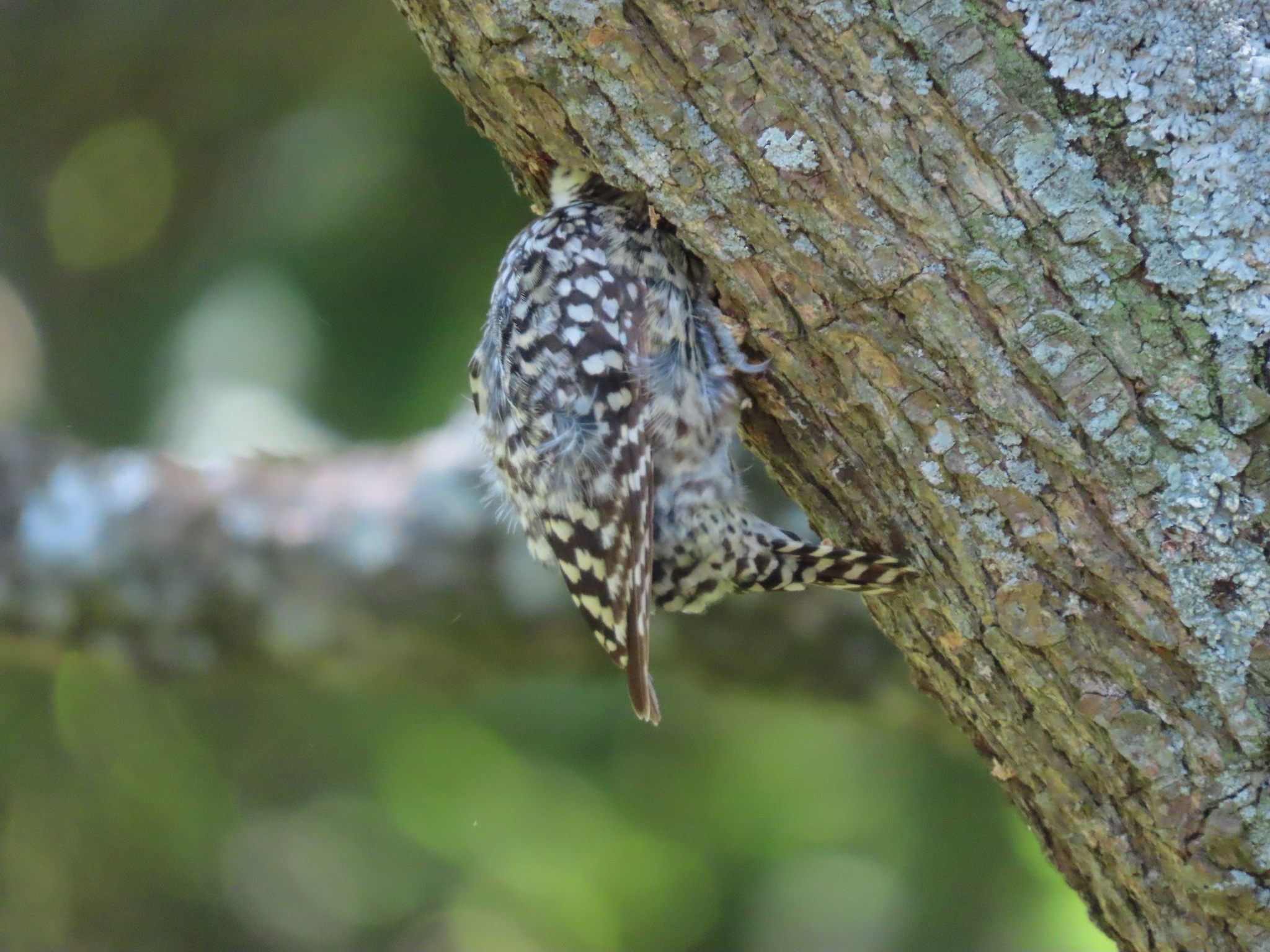 Checkered Woodpecker (Veniliornis mixtus), photo 2
