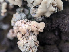 Rhizoplaca aspidophora