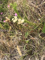 Crassula subulata subulata