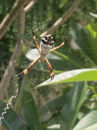Silver Garden Orbweaver