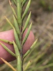 Crassula subulata subulata
