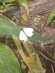 Lepidoptera