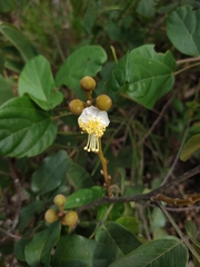 Swartzia macrostachya