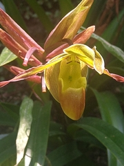 Phragmipedium