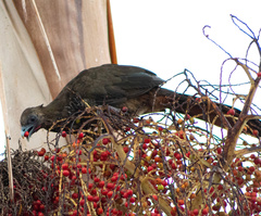 Ortalis squamata