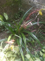 Phragmipedium