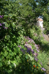 Pericallis papyracea image