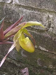 Phragmipedium