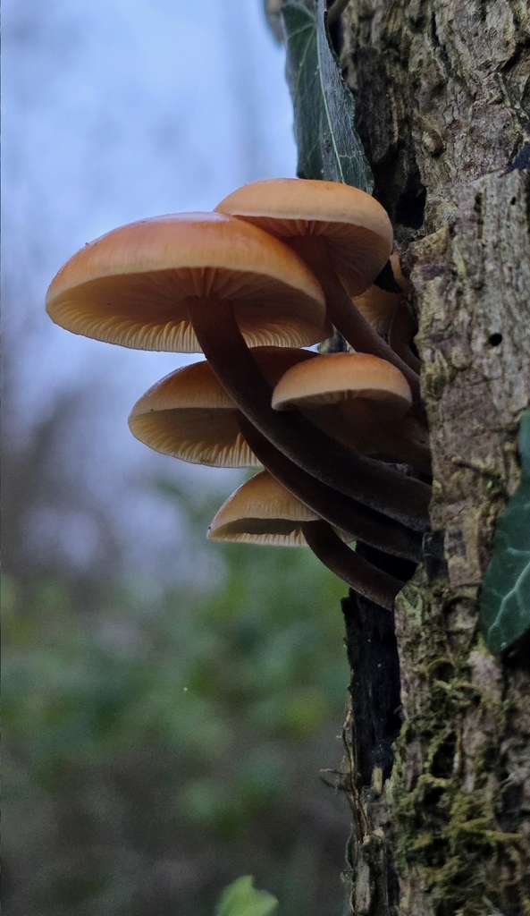Flammulina · January 2026 · photo: © sabear (iNaturalist, cc0)