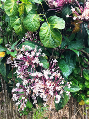 Clerodendrum quadriloculare