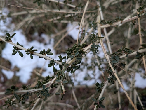 Adenocarpus (Adenocarpus complicatus)